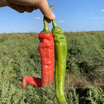 Lewin Farms - Hot peppers - Pick Your Own Farms Near Me - Calverton, New York Lewin Farms - Hot peppers - Pick Your Own Farms Near Me - Calverton, New York