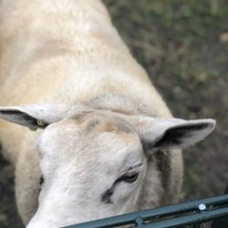 Ribhouse Big Texas - They have goats across the street!!