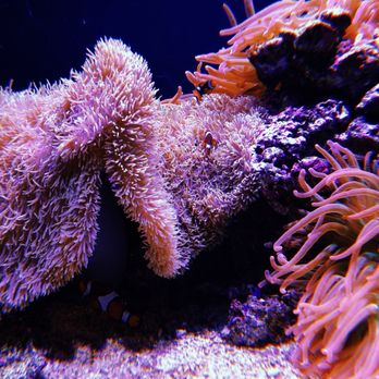 Seattle Aquarium - Aquariums Near Me - Seattle, Washington Seattle Aquarium - Aquariums Near Me - Seattle, Washington