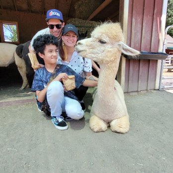 Bluebird Farm Alpacas - Attraction Farms Near Me - Peapack, New Jersey Bluebird Farm Alpacas - Attraction Farms Near Me - Peapack, New Jersey