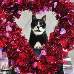 Intimate Treasures - Our beloved store cat, Bond! He has a heart shaped pattern on his nose!