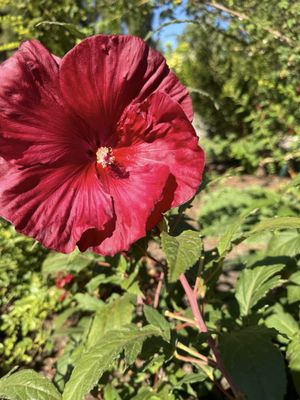 Red Butte Garden and Arboretum by null