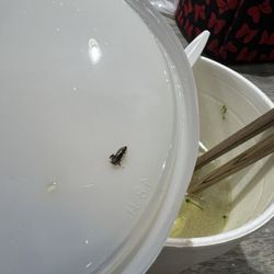 Golden ChopStix - Roach  found in soup. Absolutely disgusting . Halfway through the soup and see this .