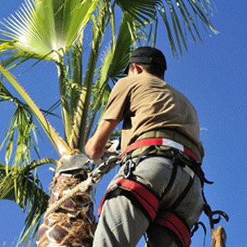 Jupiter Tree Care - Tree Services Near Me - Jupiter, Florida Jupiter Tree Care - Tree Services Near Me - Jupiter, Florida