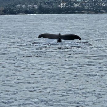 Trilogy Excursions - Whale diving. - Snorkeling Near Me - Lahaina, Hawaii Trilogy Excursions - Whale diving. - Snorkeling Near Me - Lahaina, Hawaii