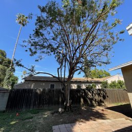 Freshly trimmed pepper tree looks beautiful