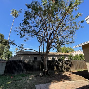A&J Tree - Freshly trimmed pepper tree looks beautiful - Tree Services Near Me