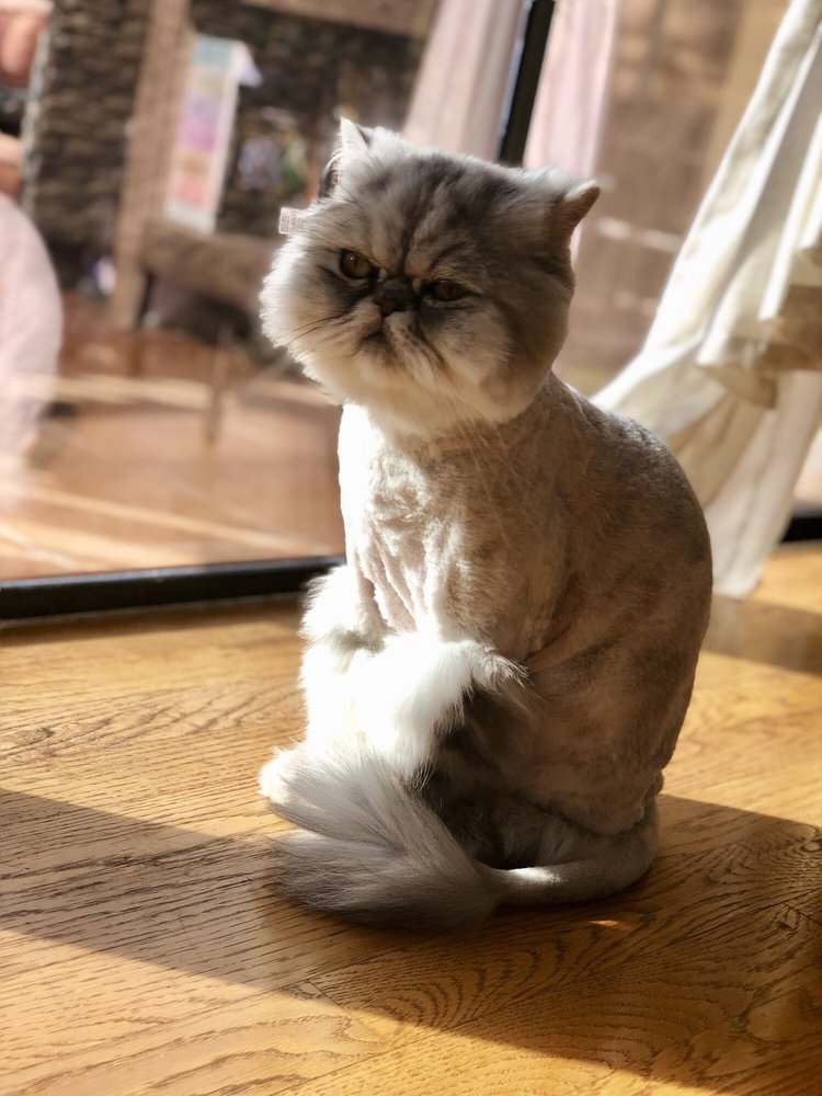 FURPETS GROOMING 40 Photos & 64 Reviews Pet Groomers Atlanta, GA