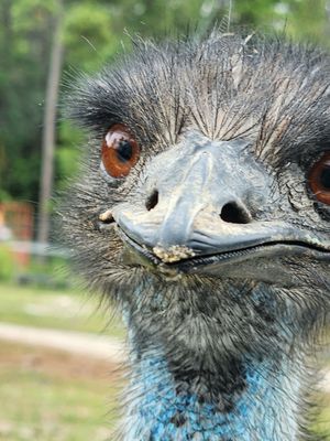 Aloha Safari Park by null