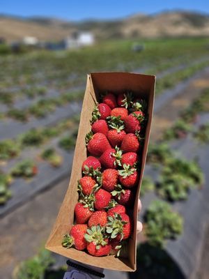 Blue House Farm Strawberry U-Pick and Farmstand by null