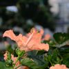 Village Gardens gift card