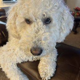 Auzzie says , "I need a bath and I need to see Violet for a trim." Auzzie says , "I need a bath and I need to see Violet for a trim."