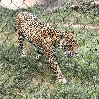 Cameron Park Zoo - You really get great views. - Zoos Near Me - Waco, Texas Cameron Park Zoo - You really get great views. - Zoos Near Me - Waco, Texas