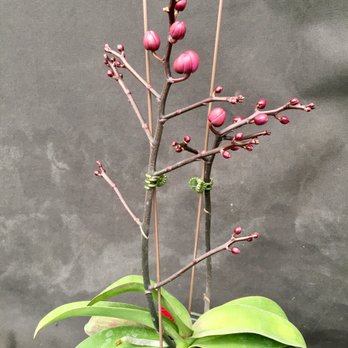 Orchids By Hausermann - I bought this little guy, $14.99. - Nurseries & Gardening Near Me - Villa Park, Illinois Orchids By Hausermann - I bought this little guy, $14.99. - Nurseries & Gardening Near Me - Villa Park, Illinois