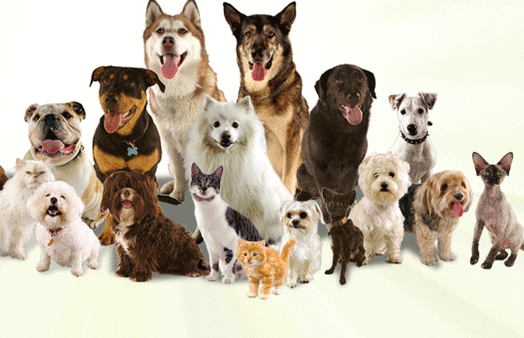 Paradise Pet & House Sitting Image