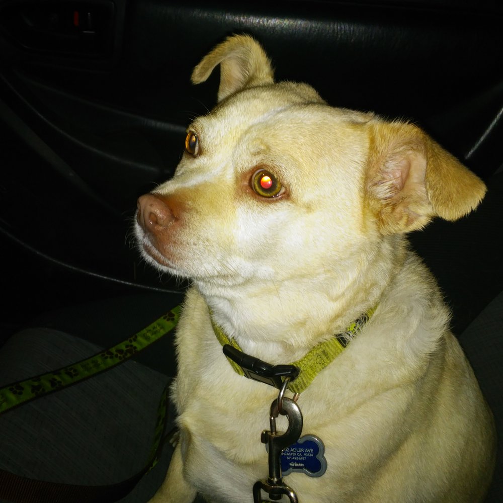 PetSmart - Scraps after seeing Leah - Pet Stores Near Me - Lancaster, California PetSmart - Scraps after seeing Leah - Pet Stores Near Me - Lancaster, California