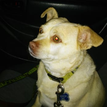 PetSmart Grooming - Scraps after seeing Leah - Pet Stores Near Me - Lancaster, California