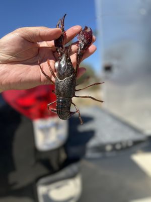 Kasian Kitchen Crawfish & Seafood by null