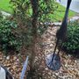 Photo of Shoreline Turf & Pest Control