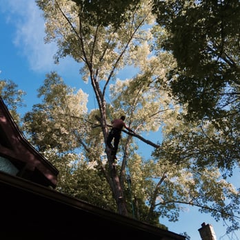 Mikon Tree Care - Mike in the tree off my attic. - Tree Services Near Me - Lake Mills, Wisconsin Mikon Tree Care - Mike in the tree off my attic. - Tree Services Near Me - Lake Mills, Wisconsin