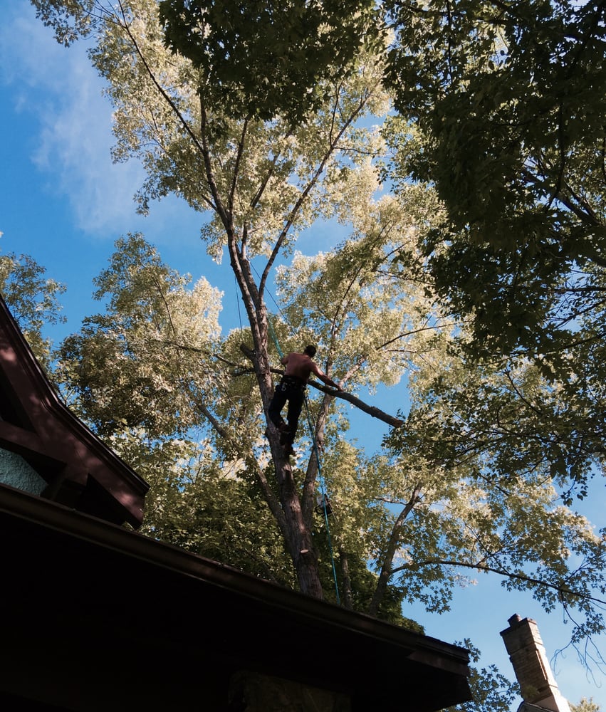 Mikon Tree Care - tree service in Lake Mills, WI