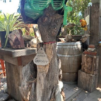 Sunflower Farms - "Little League Groot" - Nurseries & Gardening Near Me - Torrance, California Sunflower Farms - "Little League Groot" - Nurseries & Gardening Near Me - Torrance, California