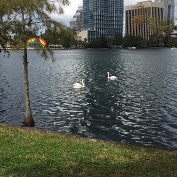 Lake Eola Park - Swans! - Parks Near Me - Orlando, Florida