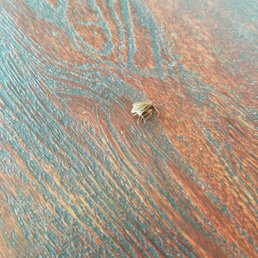 Just killed a roach climbing up the counter. Told the clerk- he didn't react. Just killed a roach climbing up the counter. Told the clerk- he didn't react.
