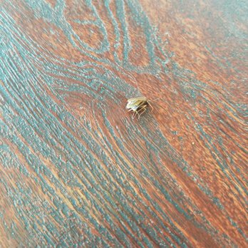 JR's Pizza - Just killed a roach climbing up the counter. Told the clerk- he didn't react. - Pizza Near Me - Frederick, Maryland JR's Pizza - Just killed a roach climbing up the counter. Told the clerk- he didn't react. - Pizza Near Me - Frederick, Maryland