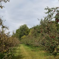 Windy Hill Apple Farm - Beautiful land