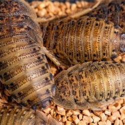 PNW Reptile Bites