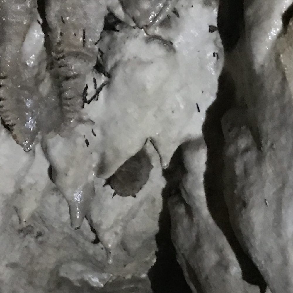 Cascade Caverns - Sleeping bat - Tours Near Me - Boerne, Texas