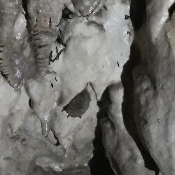 Cascade Caverns - Sleeping bat - Tours Near Me - Boerne, Texas Cascade Caverns - Sleeping bat - Tours Near Me - Boerne, Texas
