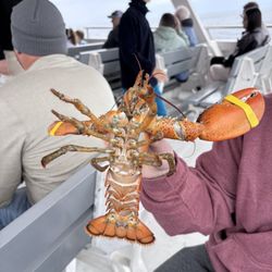 First Chance Whale Watch - Lobster