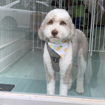 Animal Loving Care - Pet Sitting Near Me - Brooklyn, New York Animal Loving Care - Pet Sitting Near Me - Brooklyn, New York