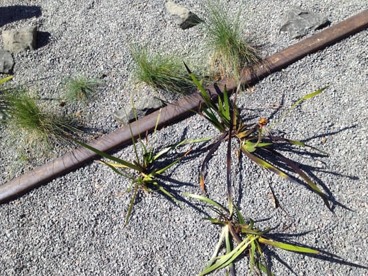 The Goods Line by null