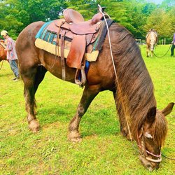 Cowboy Town - Scarlett! My horse for the ride!