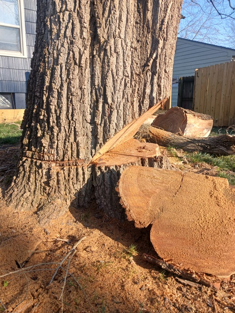 TREE MONKEY TREE SERVICE - Updated June 2026 - Kansas City, Missouri ...
