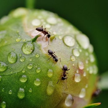 Infinite Pest Solutions - Peony with Ants - Pest Control Near Me - Fort Myers, Florida Infinite Pest Solutions - Peony with Ants - Pest Control Near Me - Fort Myers, Florida