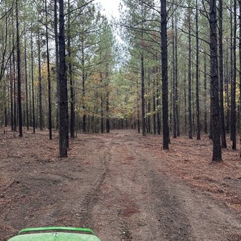 Prodigy Land Management - a dirt road in the woods - Tree Services Near Me