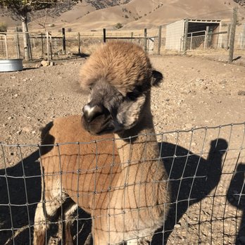 Adorable alpaca - This one's name is Valentine. Check out the little heart on her nose. - Farms Near Me - Tehachapi, California