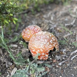 Quandary Peak- East Ridge - Mushroom