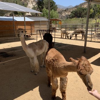 Reptacular Animals - Party & Event Planning Near Me - Sun Valley, California Reptacular Animals - Party & Event Planning Near Me - Sun Valley, California