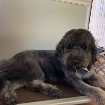 Treats Unleashed - After his spa day! - Pet Groomers Near Me - Creve Coeur, Missouri Treats Unleashed - After his spa day! - Pet Groomers Near Me - Creve Coeur, Missouri