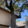 Photo of Golden Tree Maintenance