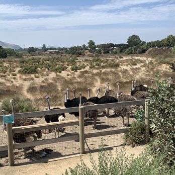 Ostrichland USA - Attraction Farms Near Me - Solvang, California Ostrichland USA - Attraction Farms Near Me - Solvang, California