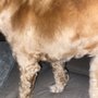 Photo of XoloDoggie Pet Grooming