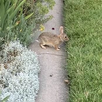 Denver Botanic Gardens - Bunny - Botanical Gardens Near Me - Denver, Colorado Denver Botanic Gardens - Bunny - Botanical Gardens Near Me - Denver, Colorado