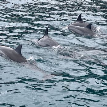 Na Pali Experience - Dolphins! - Boating Near Me - Kekaha, Hawaii Na Pali Experience - Dolphins! - Boating Near Me - Kekaha, Hawaii