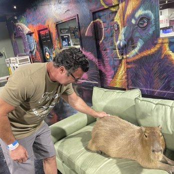 Capybara Cafe - Themed Cafes Near Me - St. Petersburg, Florida Capybara Cafe - Themed Cafes Near Me - St. Petersburg, Florida